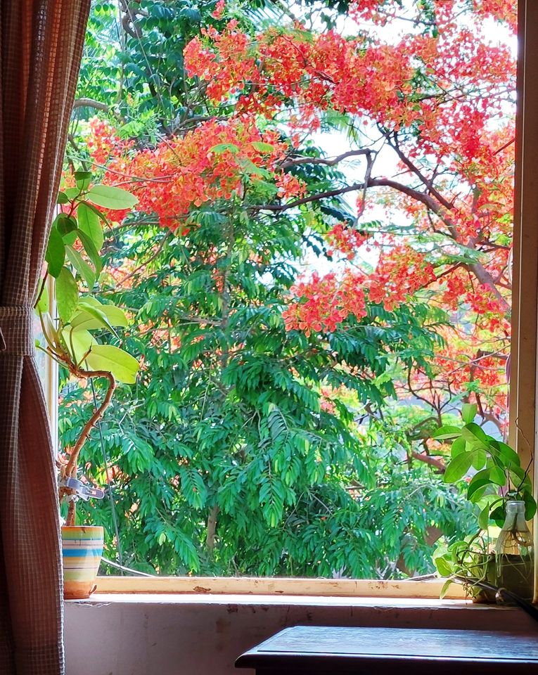 The Gulmohur outside my window