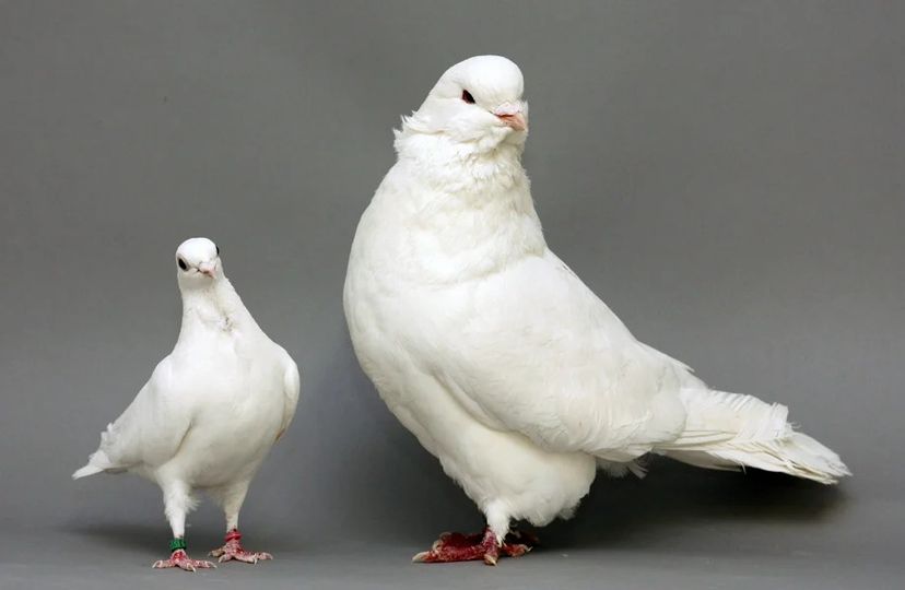 The Message of the Pigeons