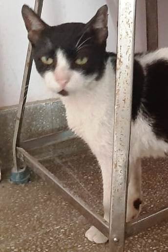 Sultan - the gorgeous Tom cat - Story of Souls Sultan - the gorgeous Tom cat - Story of Souls