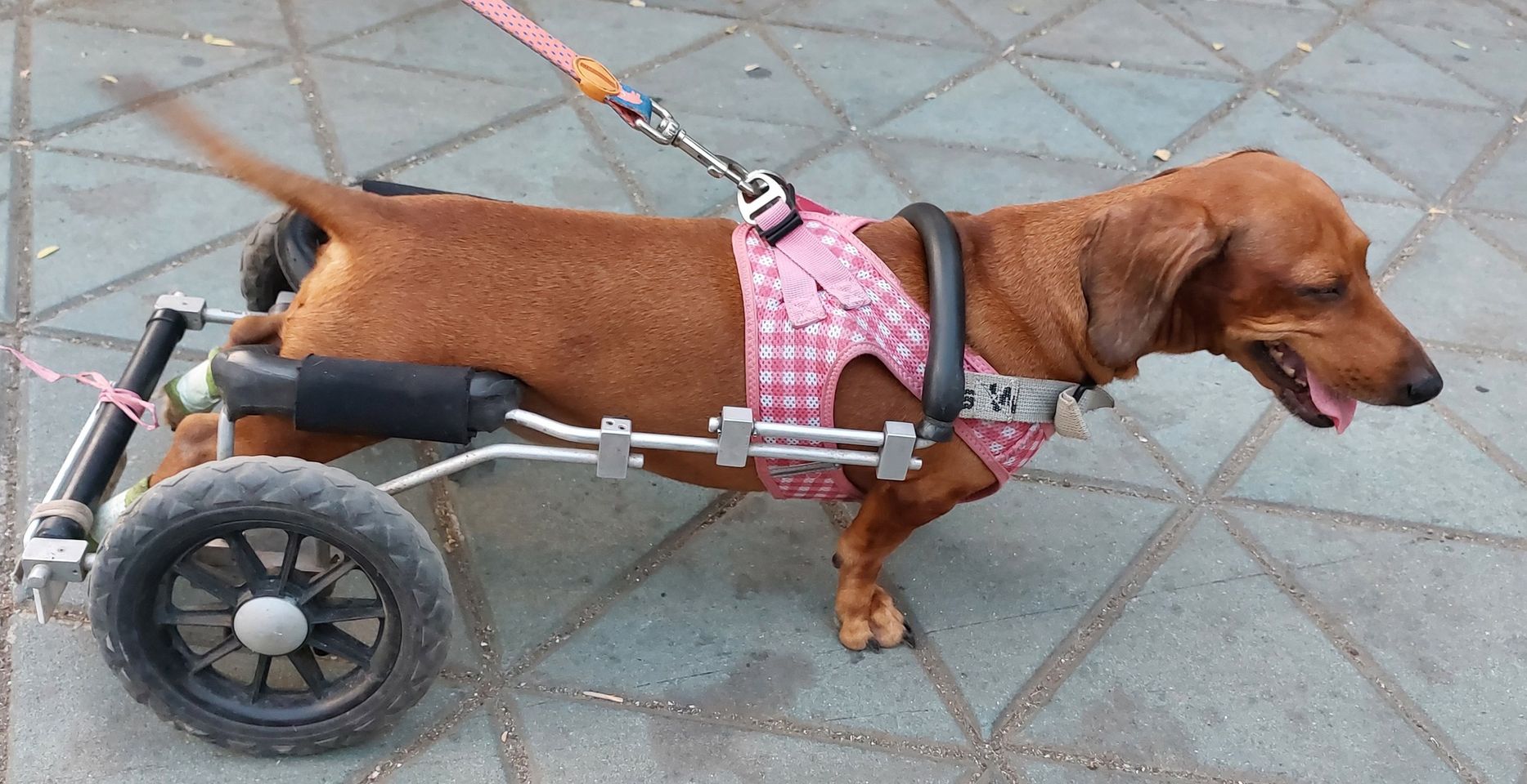 An inspiration called Ellie