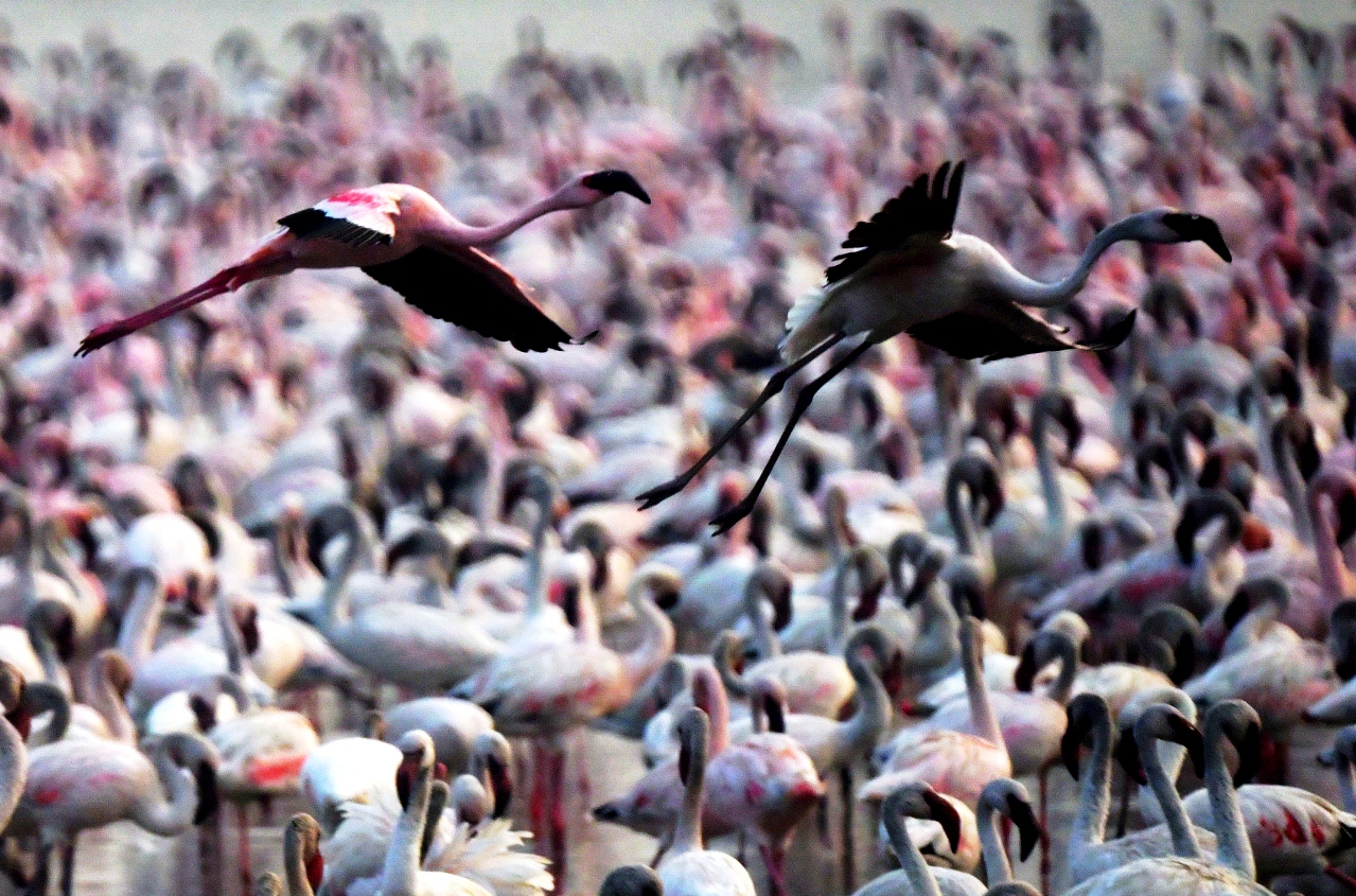 The dance of the Pink Flamingos