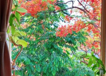 And the Gulmohur wept…