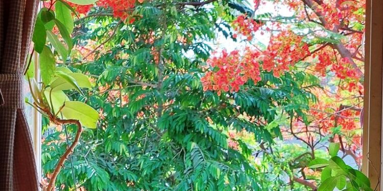 And the Gulmohur wept…