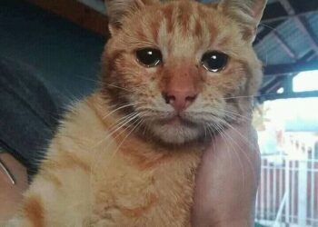 A picture of tears and heartbreak…