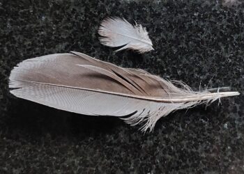 When grey feathers enter your life…