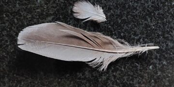 When grey feathers enter your life…