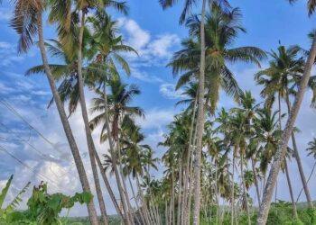 Wings of Freedom: A Goa Odyssey from Skies to Sands