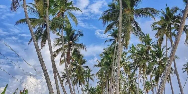 Wings of Freedom: A Goa Odyssey from Skies to Sands