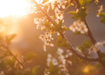 Embracing Renewal: How Spring Nurtures Our Spiritual Balance