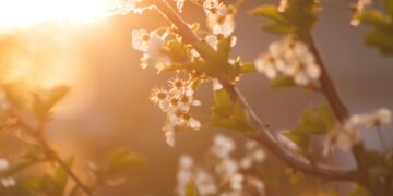 Embracing Renewal: How Spring Nurtures Our Spiritual Balance