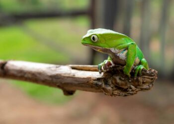 The Importance of Animal Conservation in Today's World