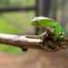 The Importance of Animal Conservation in Today's World