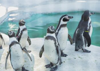 Climate Change: Impact on Wildlife Habitats A Call to Action