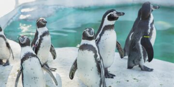 Climate Change: Impact on Wildlife Habitats A Call to Action