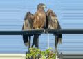 A Black Kite Comes Calling…