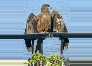 A Black Kite Comes Calling…