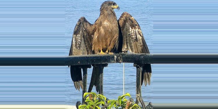 A Black Kite Comes Calling…