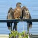 A Black Kite Comes Calling…