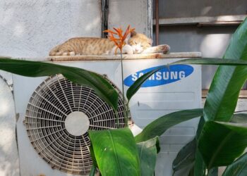 Ginger Tom on a Dog Day Afternoon