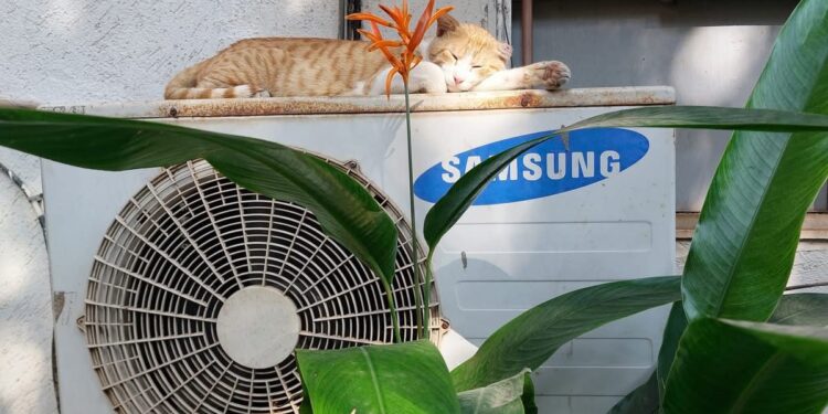 Ginger Tom on a Dog Day Afternoon